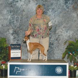 Italian Greyhound All Grown Up from Uwharrie