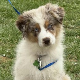 Faith - Red merle female Australian Shepherd puppy in Fresno, California from Boundless Joy Aussies