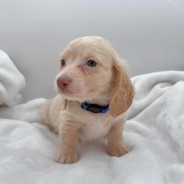 Blue - Cream male Dachshund puppy in Goodyear, Arizona from AZ Royal Doxies llc
