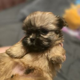 Male 2 - Brown male Mal-Shi puppy in Pleasant Hill, Iowa from Courtney Nicole's Goldendoodles