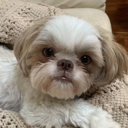 Soleil - Shih Tzu