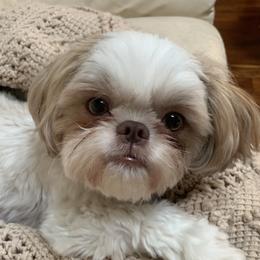 Soleil - Shih Tzu