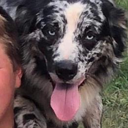Stache - Australian Shepherd