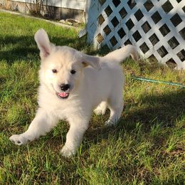 Girl 1 - Stitch! - Light golden Golden Retriever puppy in Challis, Idaho from Garden Creek Goldens