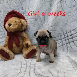 Fawn girl - Fawn female Pug puppy in Medina, Ohio from T Tiny Treasures