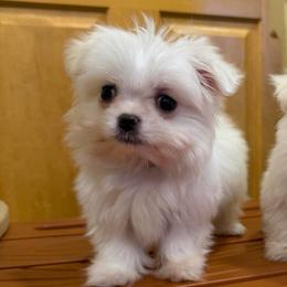 Grey Puppy - White male Maltese puppy in Chariton, Iowa from Mia Lucky Home
