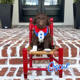Oscar (Red Collar) - Chocolate male Goldendoodle puppy in Bell Buckle, Tennessee from Precious Puptown Doodles