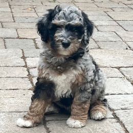 Karo - Merle male Goldendoodle puppy in Placerville, California from New Dawn Poodles and Doodles