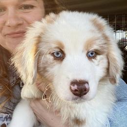 Australian Shepherd Puppies from Dollface Aussies