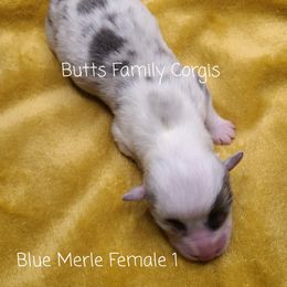 Girl 2 - American Corgi puppy in Cameron, North Carolina from Butts Family Corgis