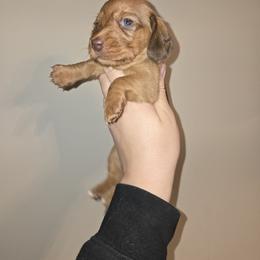 Polly - Red female Dachshund puppy in Marshfield, Missouri from WH Hounds