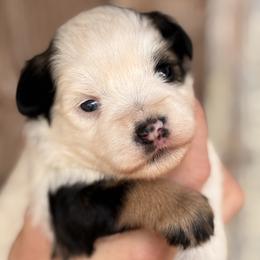 Boy 2(possibly blue eyes) - Parti male Miniature Schnauzer puppy in Brenham, Texas from Ashley Martinez