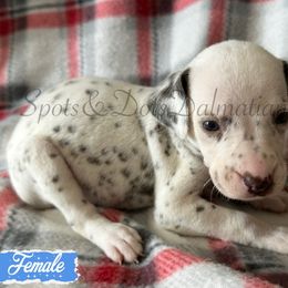 Light Blue Girl - White and liver brown female Dalmatian puppy in Jacksonville, North Carolina from Spots and Dots Dalmatians