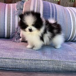 Companion Cross, French Bulldog, Goldendoodle, Pomeranian, and Yorkshire Terrier Puppies from Dbos Furry Friends