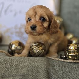Comet - Red female Cavapoo puppy in Lincolnton, North Carolina from Cuddable Pups