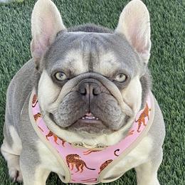 Sugar - French Bulldog