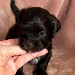 Mocha - Chocolate female Havanese puppy in Maryville, Missouri from Dreamworks Havanese
