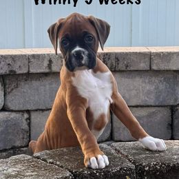 Boxer Puppies from Starlight Boxer Corner