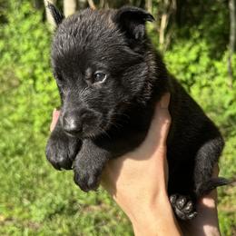 Pink Girl 4 - Black sable female Belgian Malinois puppy in Orange, Texas from Tacti-Mal K9 Kennels