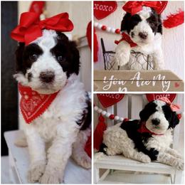 California Mustache parti - Red female Whoodle puppy in Smallett, Missouri from Leshas Whoodles