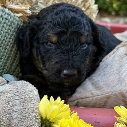 Jupiter - Tri-color male Bernedoodle puppy in Lookout, California from Remington Kennels, LLC