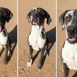Arlo - Harlequin male Great Dane puppy in Tehachapi, California from Doxies and Danes