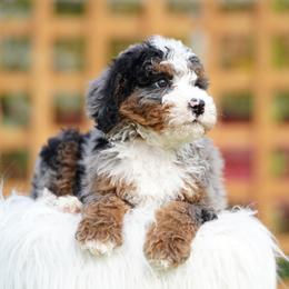 Truffle - Blue merle male Bernedoodle puppy in Spokane, Washington from Lilac City Doodles