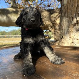 KILAUEA - Phantom female Goldendoodle puppy in Fruitland Park, Florida from Mount Doodles