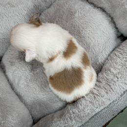 Greta-fluffy - Sable and white female American Corgi puppy in Stillwater, Oklahoma from Steele Family Farms