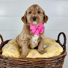 Lily - Pink collar - Apricot female Goldendoodle puppy in The Woodlands, Texas from Golden Fields Doodles