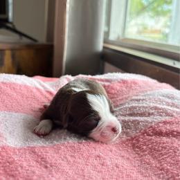 Girl two - Red & white female Miniature Australian Shepherd puppy in Oroville, Washington from High Mountain Aussies