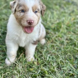 Puppy 2 - Red merle male Australian Shepherd puppy in Hillview, Illinois from Malin Family Aussies