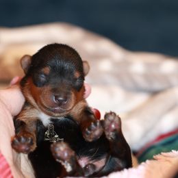 Yorkshire Terrier Puppies from Essence of Grace Yorkies