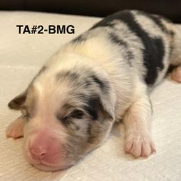 TA2 - Blue merle female Australian Shepherd puppy in Ada, Ohio from Windy Hill Aussies