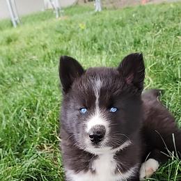 Siberian Husky Puppies from Moonlight Siberian Huskies