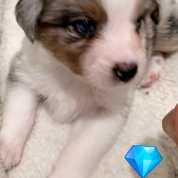 Blue merle boy 2 - Red merle male Miniature American Shepherd puppy in Strykersville, New York from Hundred Acre Wood Homestead Kennels