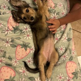 Dachshund Puppies from Tucson Dachshund Co.