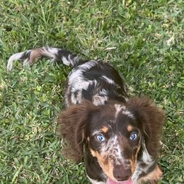 Coco - Dachshund
