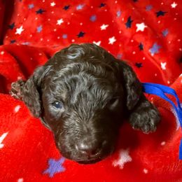 Blue Collar Boy - Brown male Poodle puppy in Huntsville, Alabama from Flint River Poodles