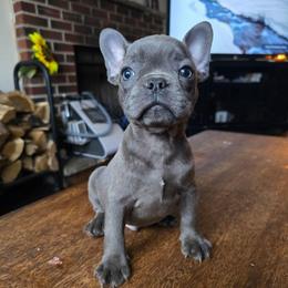 Ben - Blue male French Bulldog puppy in Stroudsburg, Pennsylvania from Puppyville Pa Shih Tzu & frenchies