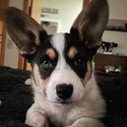 Akita, American Corgis, Cardigan Welsh Corgis, and Great Pyrenees from WeVolution Off-Grid