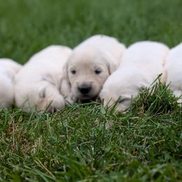Almond - Light golden female Golden Retriever puppy in Lakeside, Arizona from Tall Pines Goldens