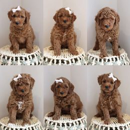 Cavapoo, Goldendoodle, and Poodle Puppies from Dlm_doodles