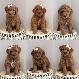 Cavapoo, Goldendoodle, and Poodle Puppies from Dlm_doodles