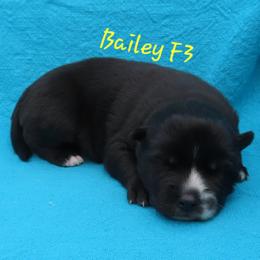 Bailey Female 3 - Black female Siberian Husky puppy in Hiawassee, Georgia from Chastains Huskies