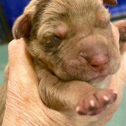 Chocolate Merle Tanpoint - Chocolate male Great Dane puppy in Greenville, South Carolina from Allen’s Ridge Ranch