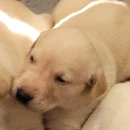 Labrador Retriever Puppies from MnK Family Labs