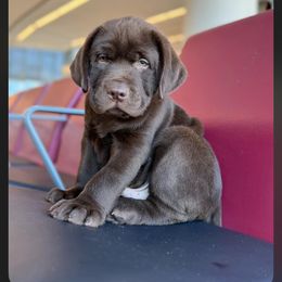 Labrador Retriever puppies from Happiest Retrievers