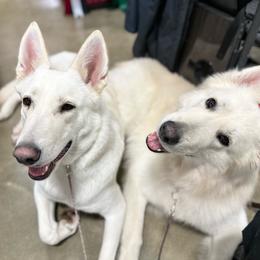Berger Blanc Suisse puppies from Twisted Acres