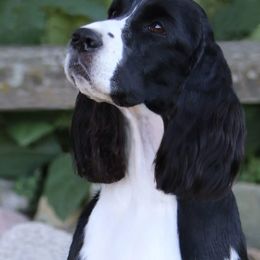 English Springer Spaniels and Grand Basset Griffon Vendeens from Crossroad Springers